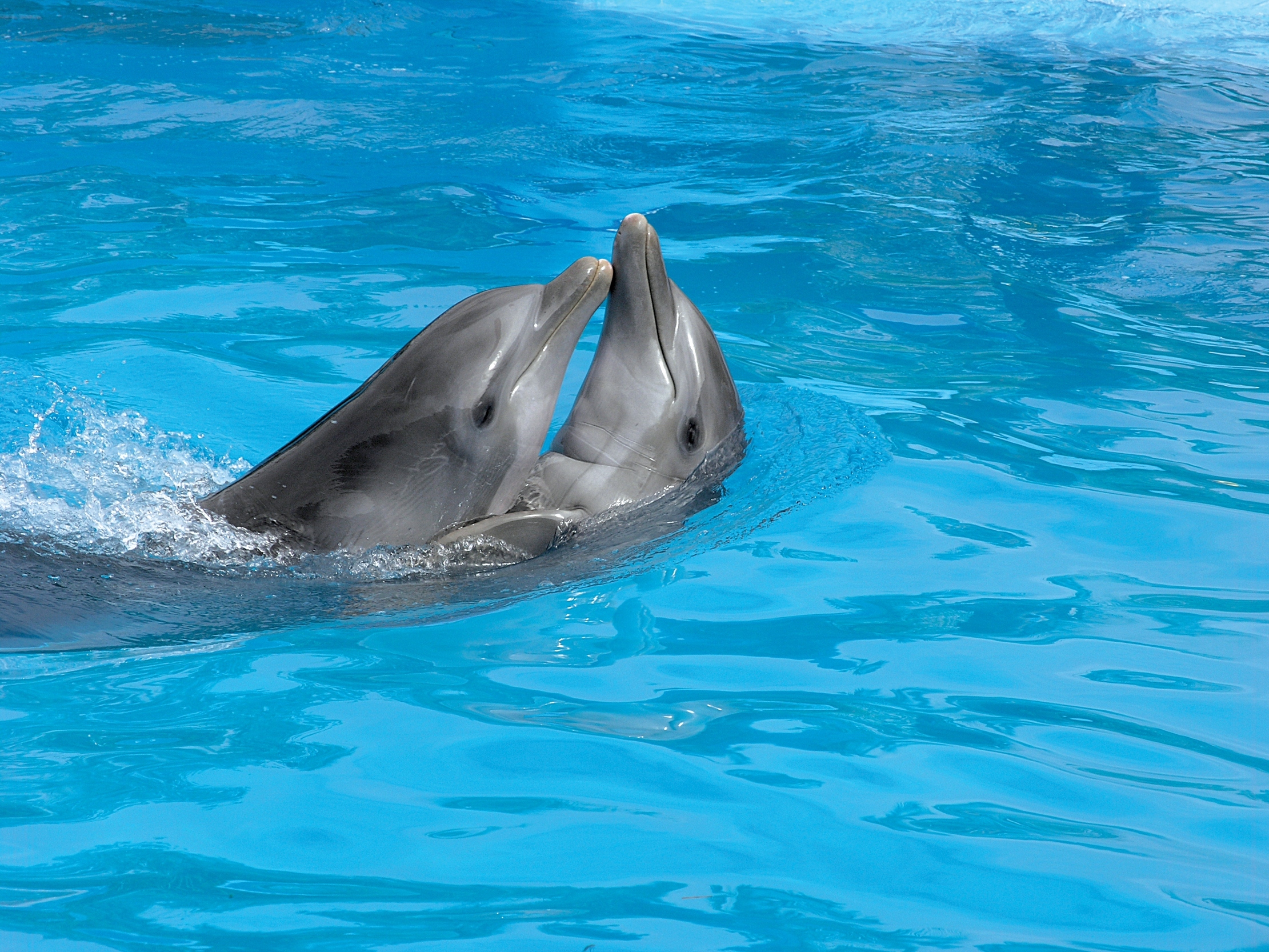 delfin-in-love
